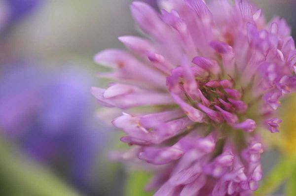 Oregon, Portland Close-up of pink clover bloom